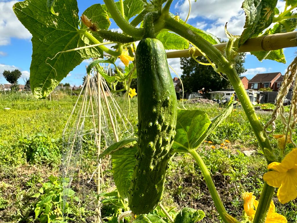 Armenian cucumber