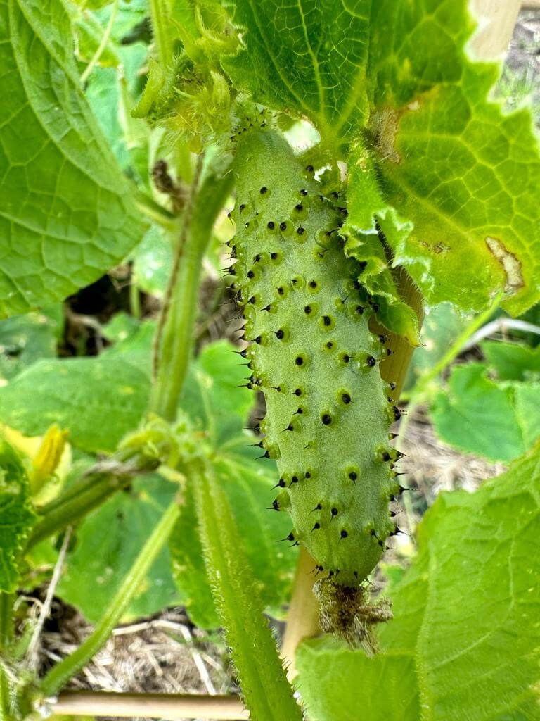 Armenian cucumber