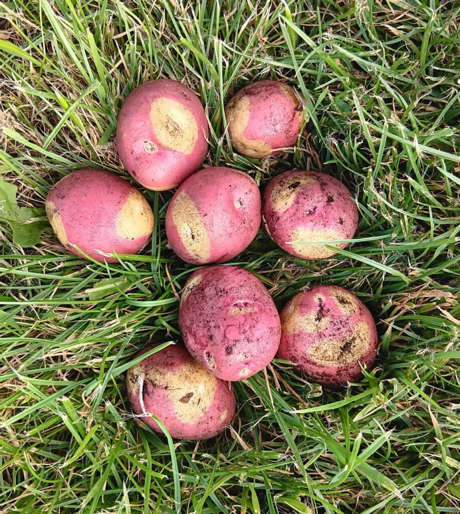 Bengali potatoes