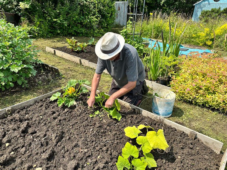 A man is planting courgettes